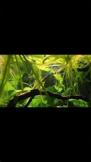 What's hiding under the canopy? #aquascape #aquarium #shorts
