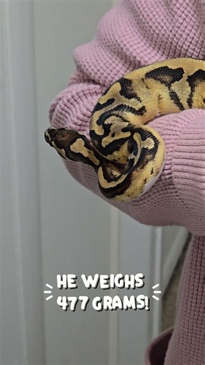 Worlds Cutest Emoji Ball Python update! #emoji #smile #viral #snake #wow #pets #omg #reptiles