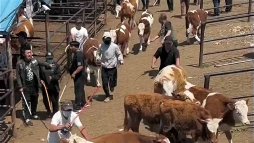 牛市租牛圈全流程