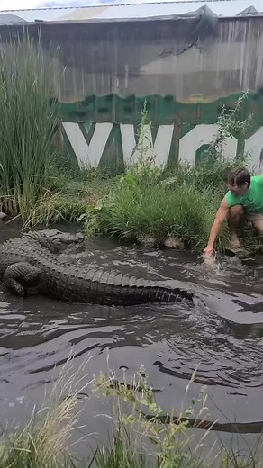 Feeding Morris the Alligator! Colorado Gator Farm #Alligators #Colorado | Wild Charles
