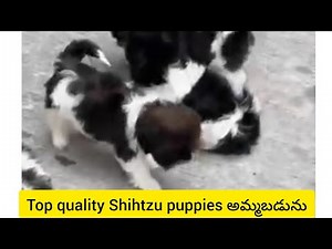 Top quality Shihtzu puppies for sale in telugu/9000236194/BGS pets