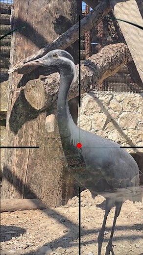 bird hunting | caccia agli uccelli | Vogeljagd