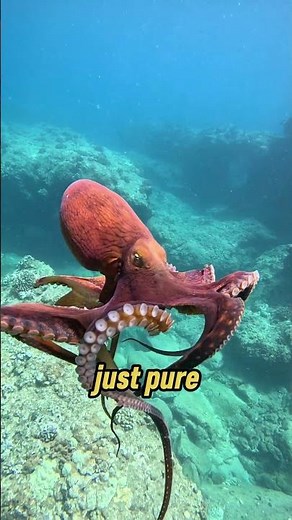 The Ocean’s Smartest Escape Artist