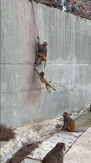 Monkey Climbing Wall With Rope 😱 | Spider Monkey Skills