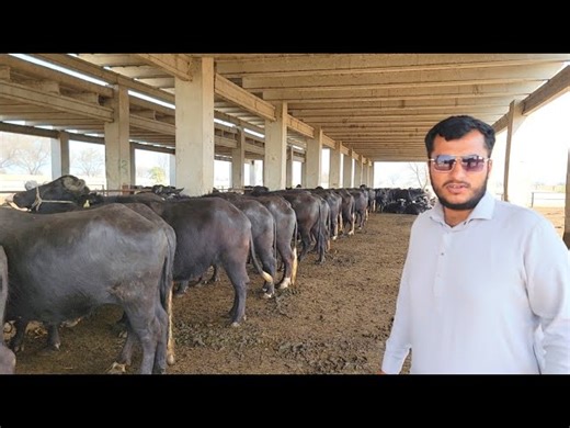 93K views · 5.5K reactions | Big Dairy Farm in Pakistan ｜｜ Dairy Farming Business in Punjab | Farming Business TV | Facebook