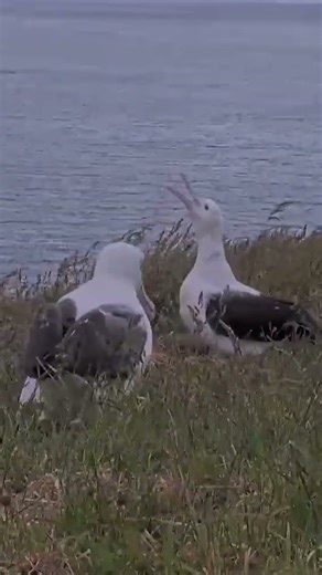 Royal Albatross Pair Reunites, Switches Places Over Egg In New Zealand