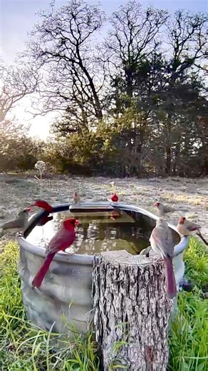 Spring Cardinals | SplashCam | #birds #cardinals #wildlife #nature