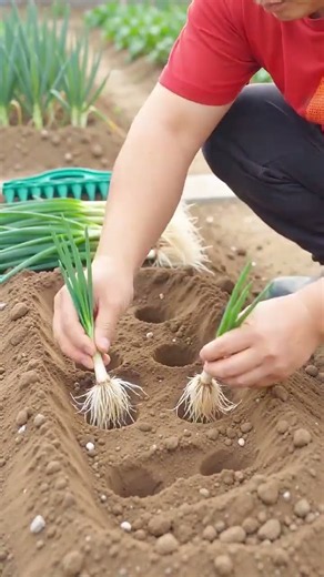 Easy Green Onion Planting Technique 🌱 | Simple Vegetable Gardening Tips #agriculture #cropharvest