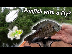 Fly Fishing with a Spinning Rod for BIG Panfish *new trick*