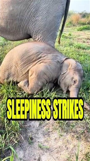 Cute little elephant sleepiness #elephant #cuteanimal #animalworld
