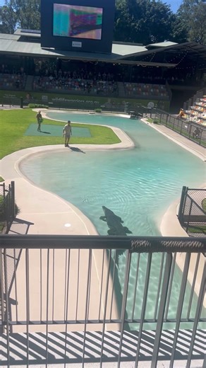 Crocodile Show at Australia zoo #crocodile #australia #travel #wow #animals #australianwildlife