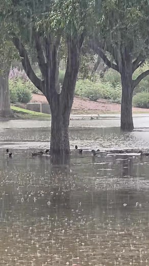 424K views · 13K reactions | How wild is this?! The Sonoran Desert...