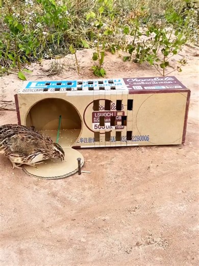 Creative DIY Bird Trap Ideas 🐦 🦜 🕊️💡 How to build unique bird traps using cardboard, rope, holes, loops, and other simple tools — perfect for quail, pigeon, and parrot setups. This brilliant underground quail trap is built entirely with a simple cardboard box — yet it works like #nature #sounds #animals #birdslovers #explore