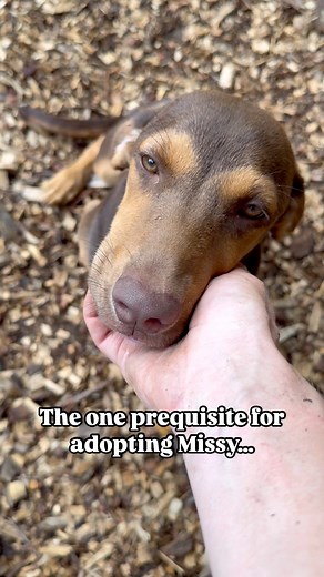 We don’t often see such a docile and affectionate puppy like Missy. This girl craves being enveloped in your love, wriggling as close as possible to enjoy a serene moment with gentle tail wags. Missy is a dog who will endlessly show her gratitude for being rescued. While she adores her cuddle time, she’s also an active and playful lady when it’s time for fun. At approximately 4 months old, Missy is expected to grow to around 50 lbs. Her snout is the most kissable, and her gentle nature is undeni