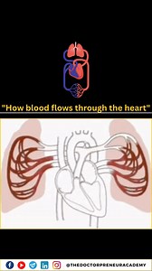 2M views · 11K reactions | "How blood flows through the heart ❤️喙" #heartfunction #bloodflow #simpleexplanation #humanbody #biologybasics #medicalstudent #healthawareness #cardiology #heartbeat #mbbsstudent #scienceforkids | Dr Pranav Sharma | Facebook