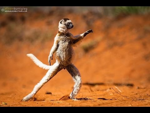 The Dancing Verreaux's Sifakas - Berenty, Madagascar HD
