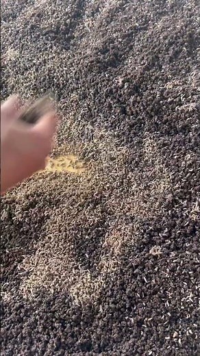 BSF Larvae: Superfood for Fish & Poultry BlackSoldierFly#BSFLarvae#BSFFarming#aquaponics