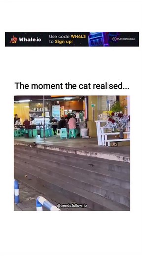 AI Clips • Funny Clips on Instagram: "This X post features a 10-second video of a grey cat casually strolling along the edge of a wooden platform at an outdoor Vietnamese café, only to slip and plunge into shallow water below, perfectly timed to capture its wide-eyed realisation mid-fall. Posted by Tansu Yegen, an AI and startups commentator with over 100,000 followers, the clip serves as a light-hearted break from his usual tech analyses, quickly garnering 136 likes and 30,000 views within 24 h