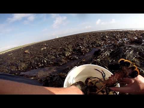 Catching Lobsters with pots on the rocks
