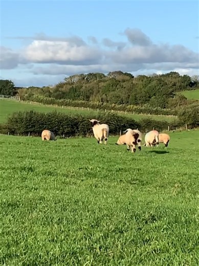 Cute Baby Animals Compilation