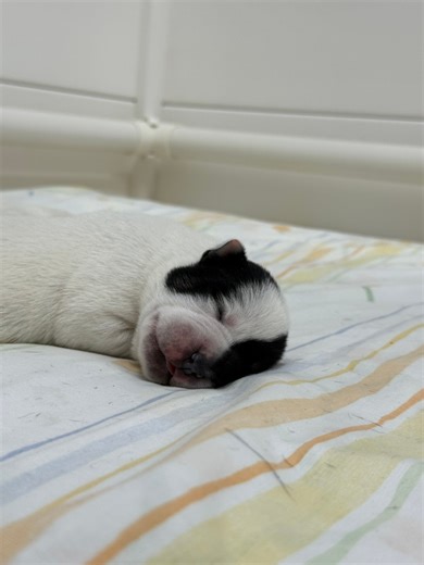 💔 242 dogs and puppies in care 💔 Waffles here becomes our 4th whelping mum, her pups join the other 60 we have in foster care, and the 117 adult dogs in our kennels and foster. It is unrealistic to assume we can carry on like this. We had TWO surrender requests yesterday for dogs with broken legs, the care factor for dogs as living creatures just seems to have gone out the window. It’s not just large bull breed mixes anymore, it’s cavoodle puppies, cocker spaniels, Dalmatians, Maltese, Pomeran