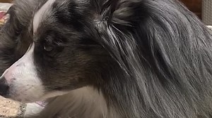 3d57f5dde49d1f4c8ca02dff5b7c1cfb.mp4