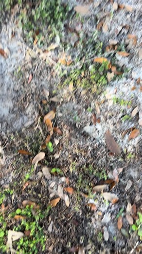 Had to break out the ebox #peak #fyp #sherif #ebike #capcut