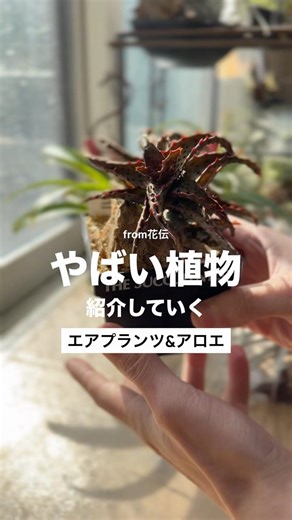 ❶ お迎えしたエアプランツの魅力を語る チランジア #エアープランツ #観葉植物 #フックシー