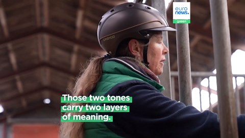 Horses 'whinny' to find new friends and celebrate. This unique sound has been a mystery – until now