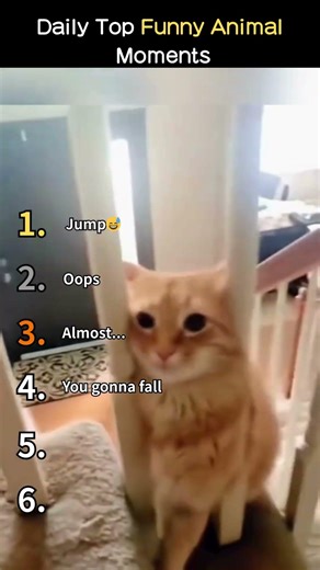 cat jump🐱😂#cats #lovecats #catvideos #catlover #catshorts #CatShorts #cat