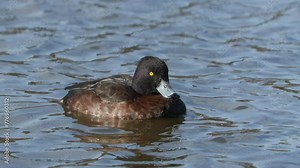 tufted duck seabird female float on water 120 fps slow motion Aythya fuligula bird sanctuary natural world norway