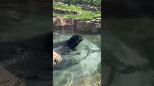 Bear essentials include fun and relaxation in the pool