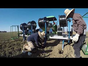 Processing Tomato Production