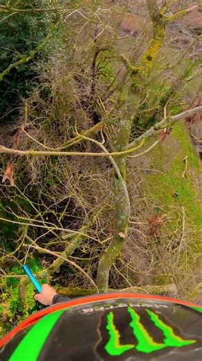 Lobo Tree Care on Instagram: "Using my boomerang to traverse between the trees ! Finally watching batman's cartoons paid off! 🦇#arborist #lifehack #treeclimbing #amazing #danger"