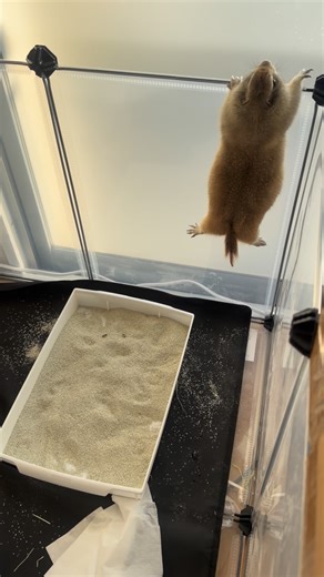 Cooper on Instagram: "Cooper likes to find ways to escape from his house #groundsquirrel #viral #cute #esquilo #リチャードソンジリス"