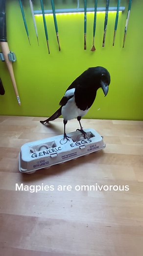 The Fascinating Diet of Magpies: What They Eat Besides Bugs and Berries