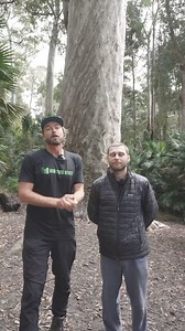 4.3K views · 831 reactions | #OFFICIAL NSW TALLEST TREE is in a...