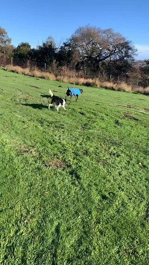 Freddie, Milo, Holmes, Ruby, Gem, Blue and Margo | Stainthwaite Boarding Kennels