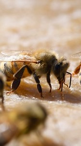 Bees eating a pollen patty! 🐝 #california #bees #pollenpatty #beekeeper #beekeeping #savethebees #insects #animals | California Bee Company