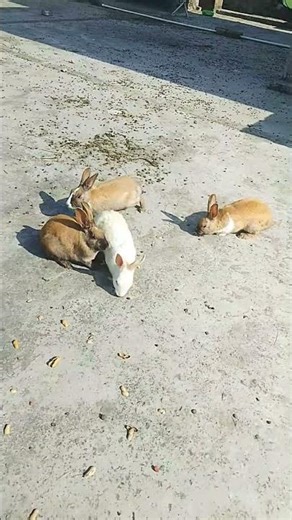 cute rabbits eating peanuts