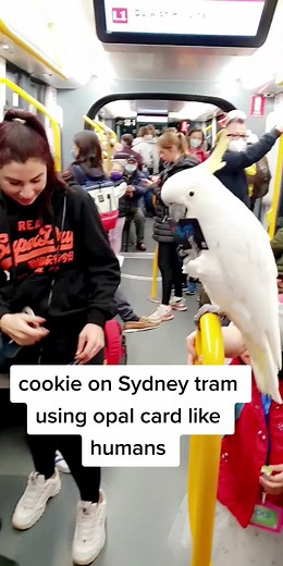 Clever Cockatoo Uses Opal Card on Sydney Tram | Trading Cards in Sydney