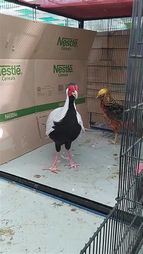 Golden Pheasant and Sukhab Bird Exhibition at Expo Center