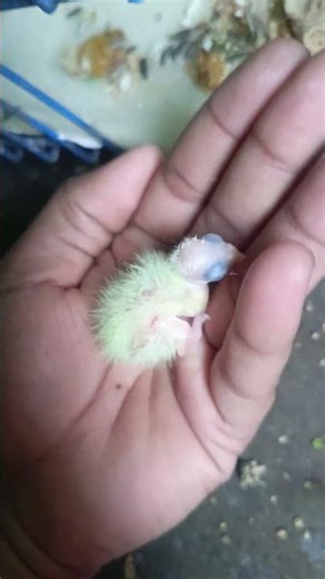 Baby Cockatiel Day 3 Growth Journey ❤️ Must Watch. #babycockatiel #cockatiels #youtubeshorts