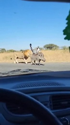 2.7K views · 1.4K reactions | Le roi lion en live #lion #disney #pumba #funreels #ai | Iaunprobleme | Facebook