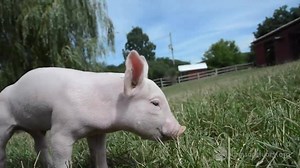 1.4M views · 4.7K reactions | Cameron may be fully grown now but he seriously reminded us of a puppy in his piglet days! Can you believe this little guy was once destined for slaughter? Now he spends his days soaking up Sanctuary life.  | Farm Sanctuary | Facebook