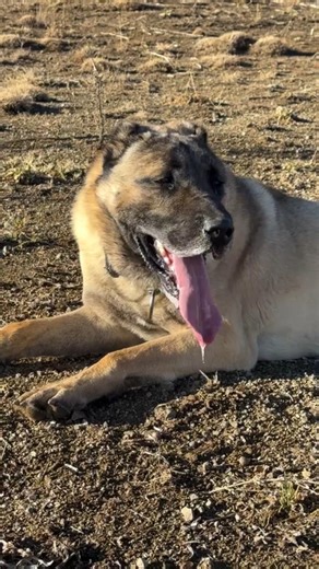 KANGAL 👑 #kangal #kurt #Wolf #animals #puppy #animalstrain