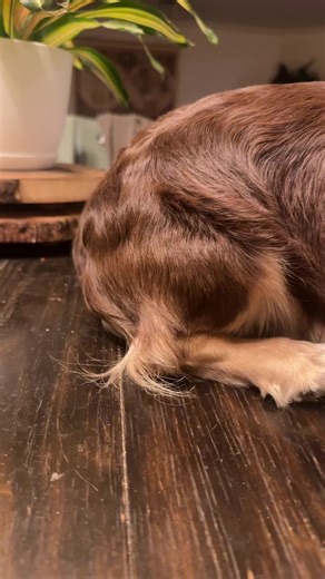 Charming Dachshund Puppy Moments To Brighten Your Day