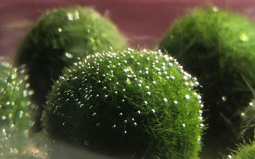 【震惊！我被绿了！】Marimo小球藻的成长观察日记（一）