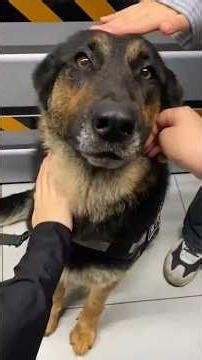 He Can’t Figure Out Why Everyone Pets Him 😂