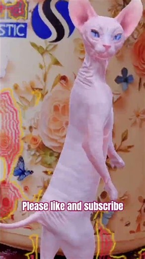 sphynx cat dancing. #cat #funny #kitten #catfunny #catvideos #cute #cutecat #funnycats #memes